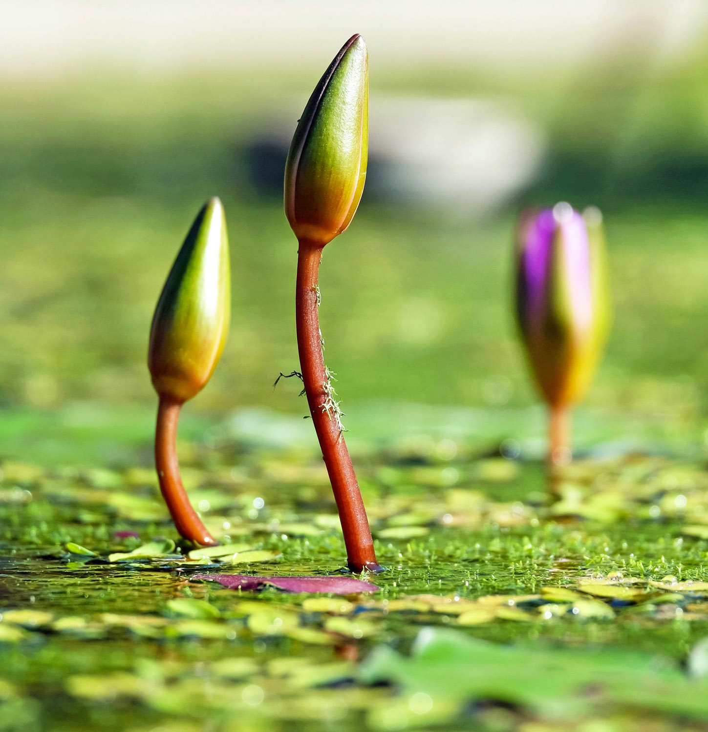 Abt Jardins et Paysages accueil etang biotope
