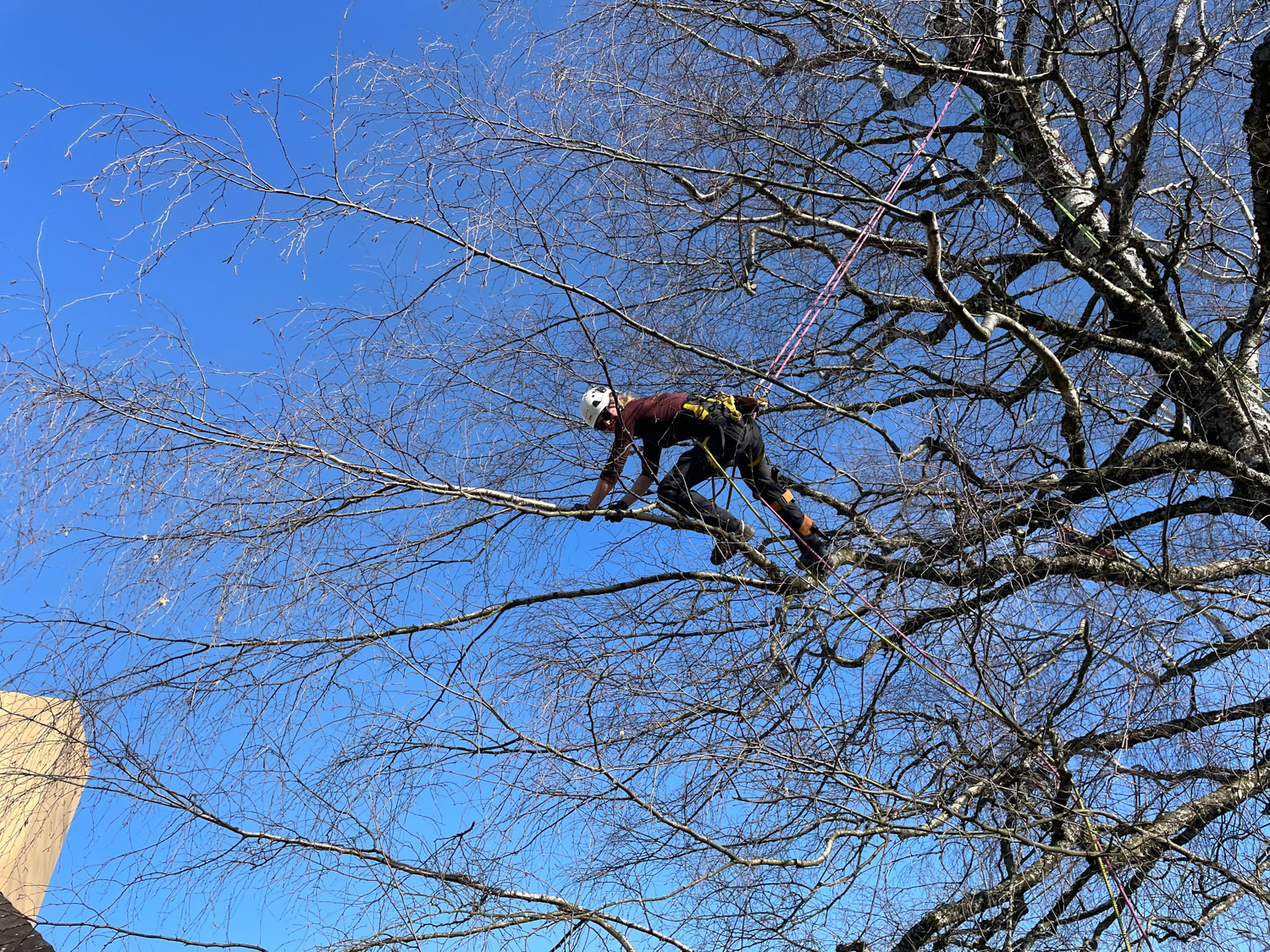 Abt Jardins et Paysages services entretien 7